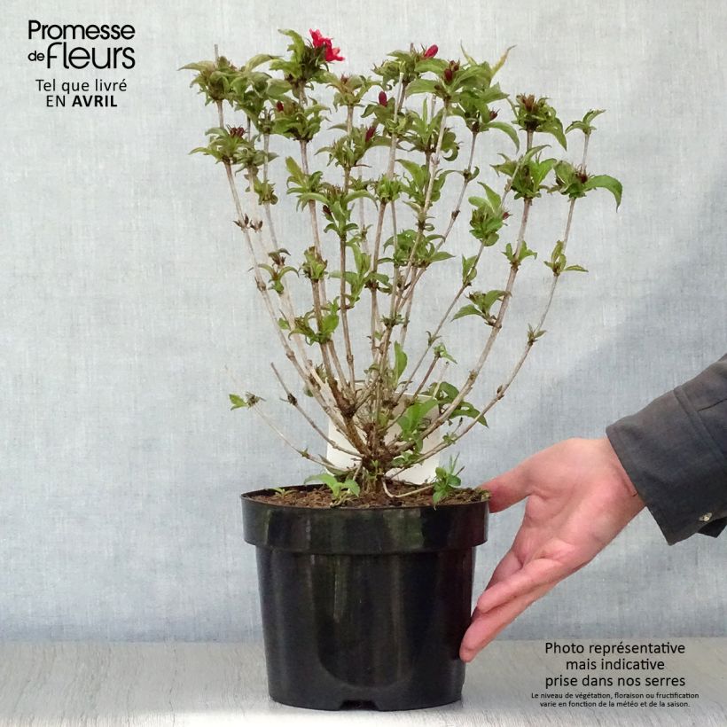 Exemplaar van Weigelia Courtanin - Dwergweigelia Pot van 3 l/4 l zoals geleverd in de lente