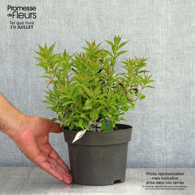Exemplaar van Weigelia Picobella Rosso Pot van 2 l/3 l zoals geleverd in de zomer