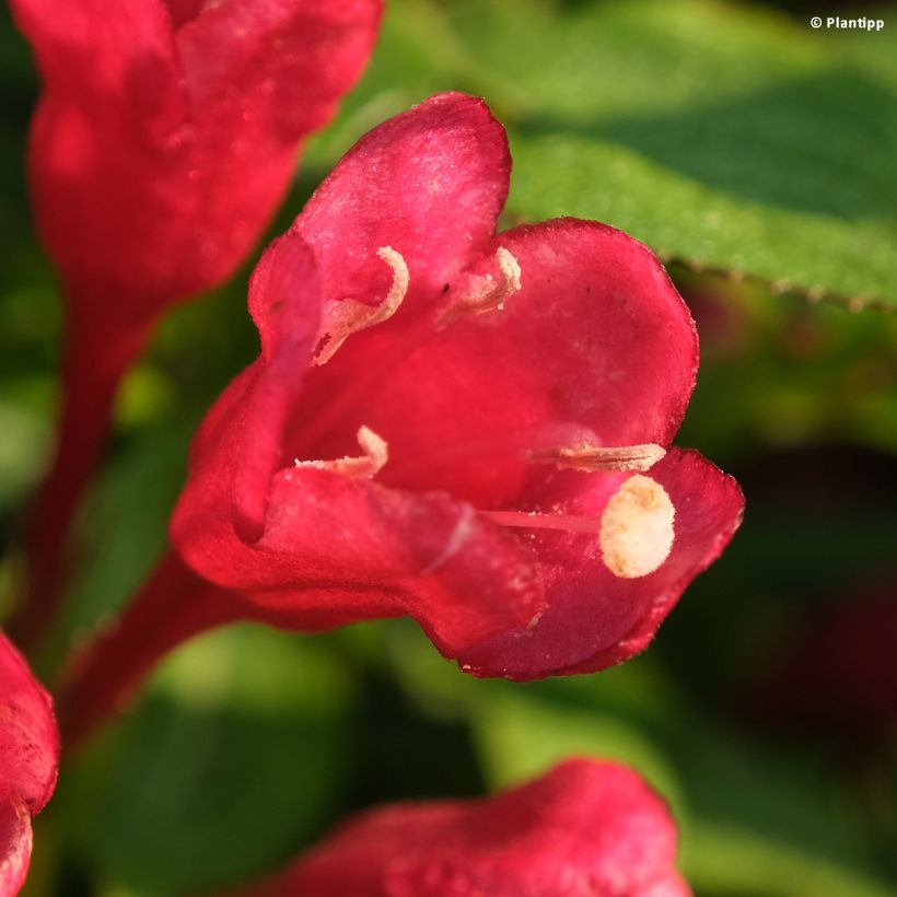 Weigelia Picobella Rosso (Bloei)