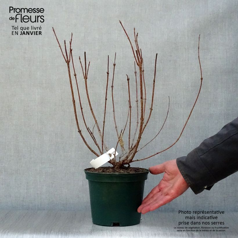 Example of Weigela Stelzneri Pot van 2 l/3 l as you get in hiver