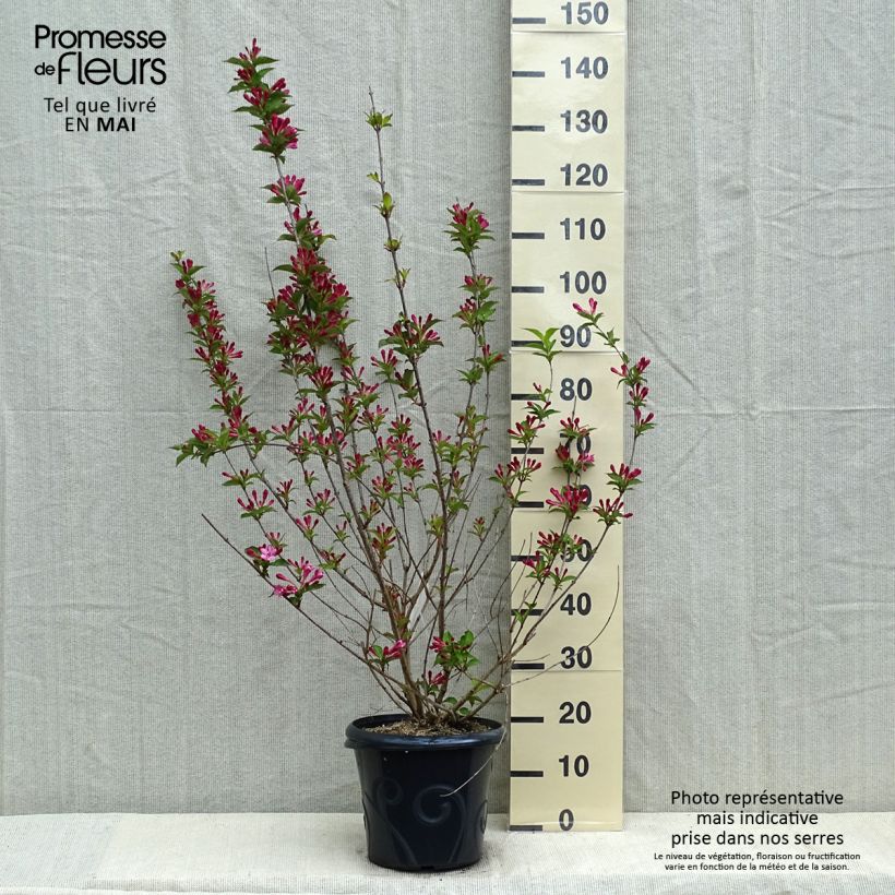 Exemplaar van Weigelia Stelzneri Pot van 7,5 l/10 l zoals geleverd in de lente
