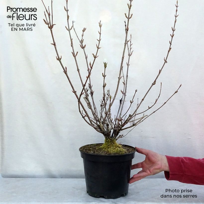 Example of Weigela Stelzneri Pot van 7,5 l/10 l as you get in hiver