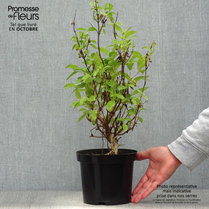 Exemplaar van Weigelia Wings of Fire Pot van 3 l/4 l zoals geleverd in de herfst