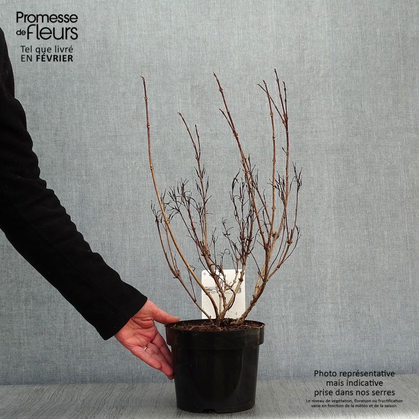 Example of Weigelia florida Alexandra Pot van 2 l/3 l as you get in hiver