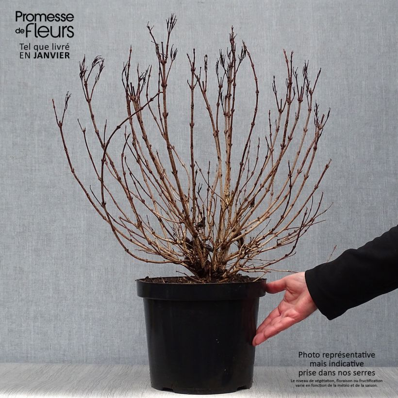 Example of Weigelia florida Alexandra Pot van 4 l/5 l as you get in hiver