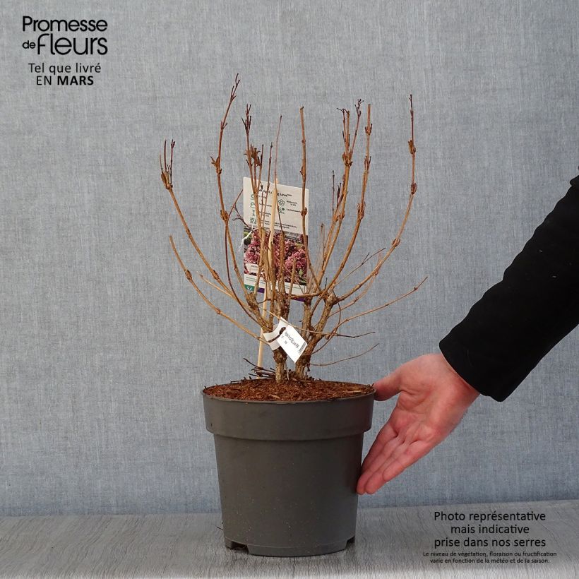 Example of Weigela florida Big Love Pot van 3 l/4 l as you get in hiver