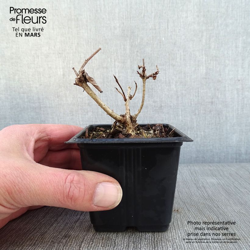 Example of Weigelia florida Bristol Ruby Kweekpotje van 8/9 cm as you get in hiver