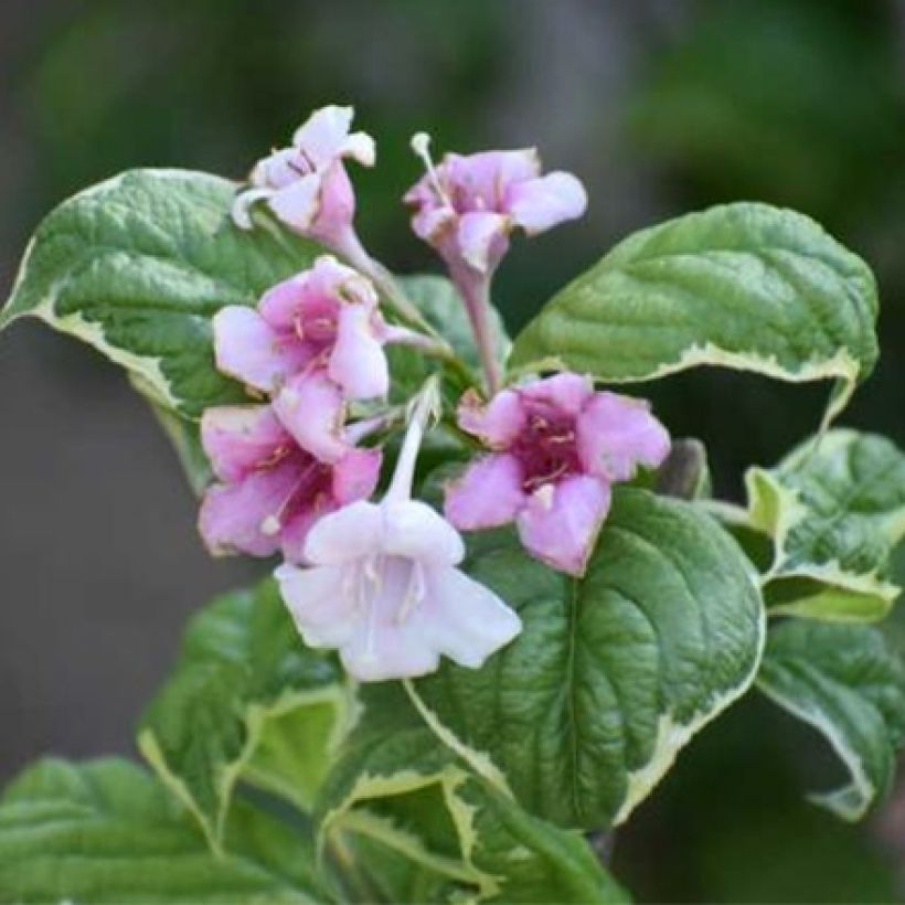 Weigelia florida Caricature (Flowering)