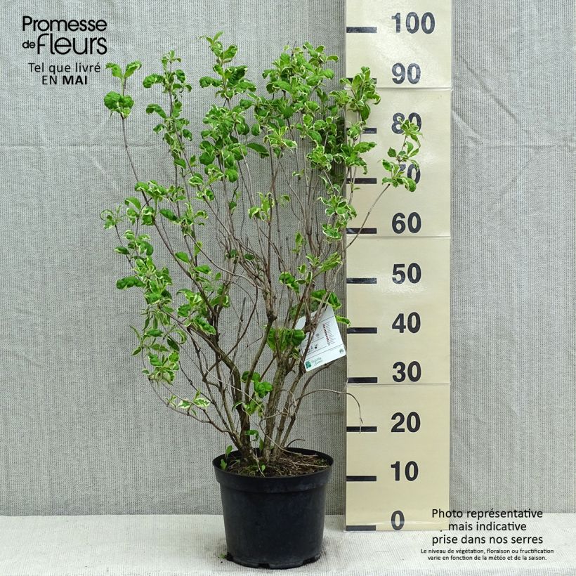 Exemplaar van Weigelia florida Caricature Pot van 4 l/5 l zoals geleverd in de lente