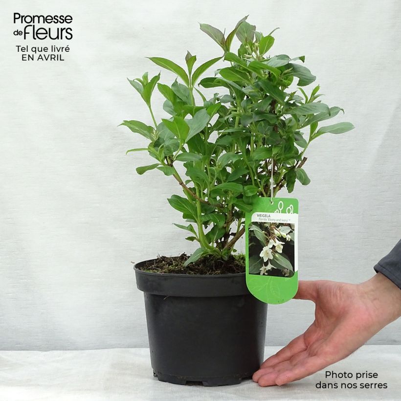 Exemplaar van Weigelia florida Ebony and Ivory - Chinese weigelia Pot van 3 l/4 l zoals geleverd in de lente