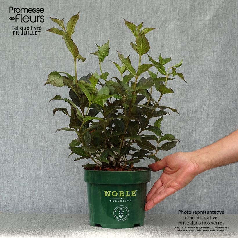 Exemplaar van Weigelia florida Ebony and Ivory - Chinese weigelia Pot van 3 l/4 l zoals geleverd in de zomer