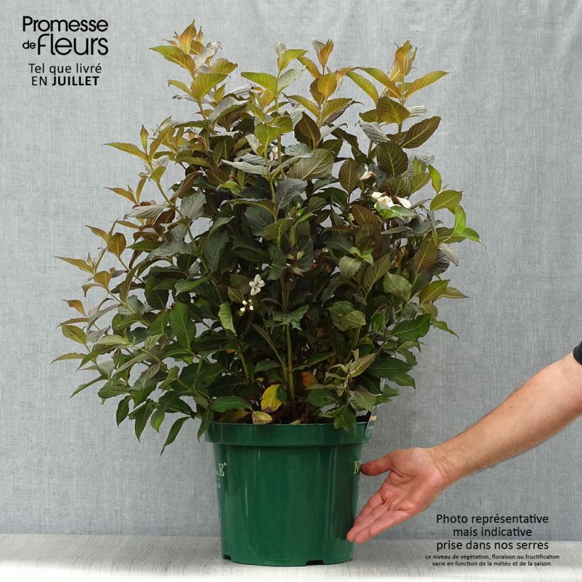 Exemplaar van Weigelia florida Ebony and Ivory - Chinese weigelia Pot van 7,5 l/10 l zoals geleverd in de zomer