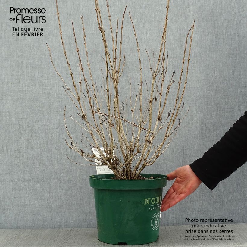 Example of Weigela florida Ebony and Ivory Pot van 7,5 l/10 l as you get in hiver