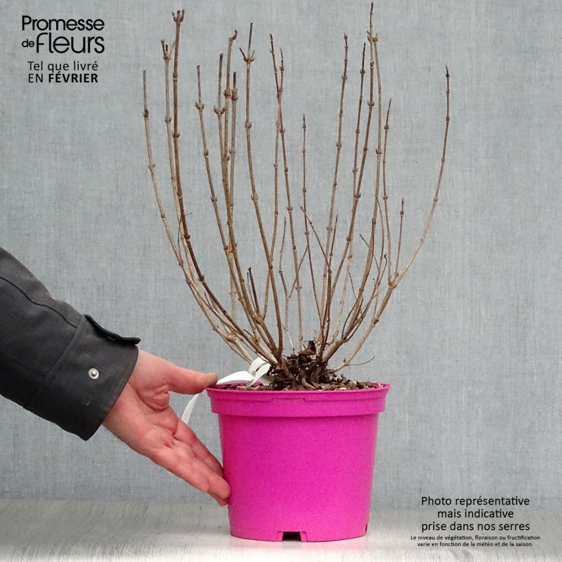 Example of Weigela florida Foliis Purpureis - Weigela florida Purpurea - Weigelia pourpre Pot van 2 l/3 l as you get in hiver