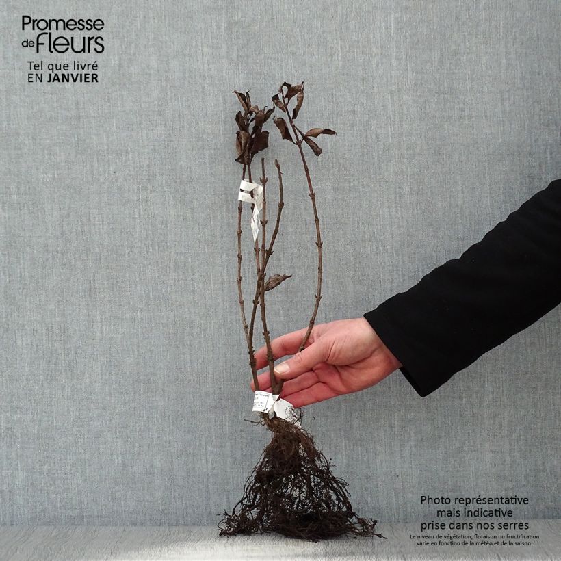 Exemplaar van Weigelia florida Foliis Purpureis Naakte wortel zoals geleverd in de winter