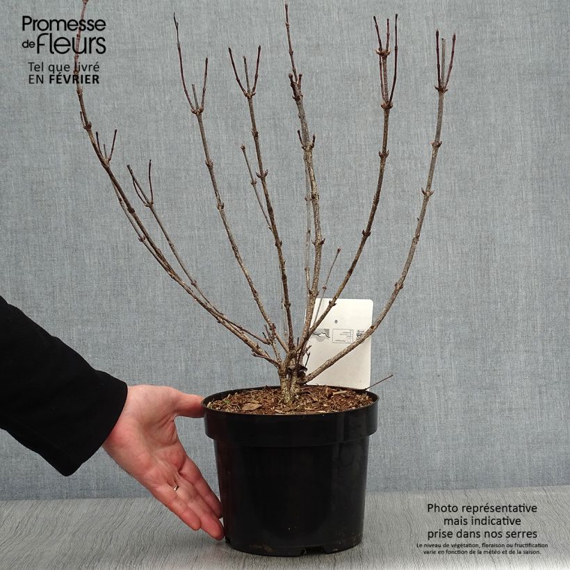 Example of Weigela florida Korea Pot van 2 l/3 l as you get in hiver