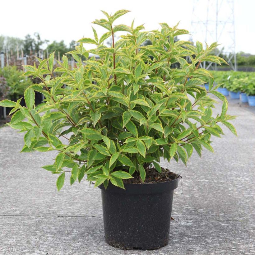 Weigelia florida Brigela (Plant habit)