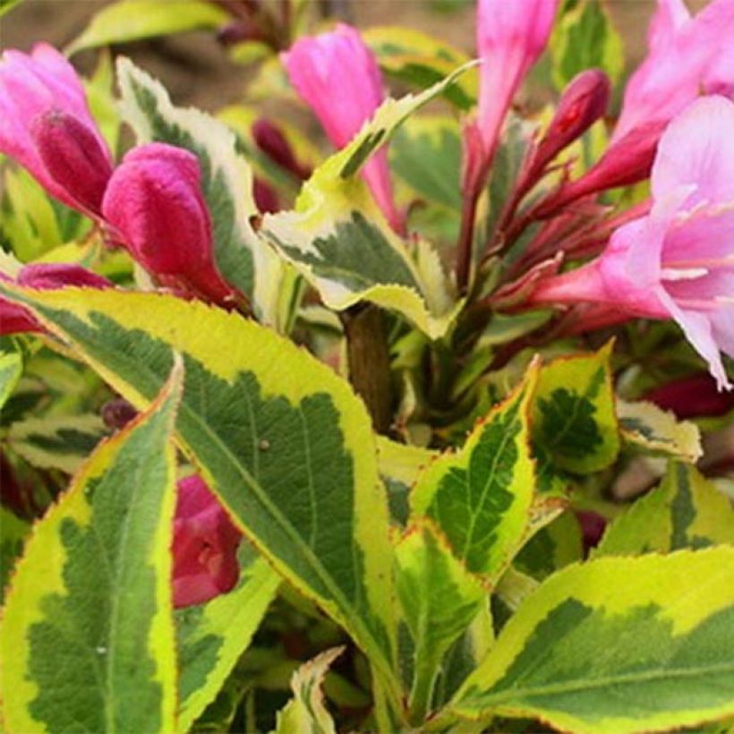 Weigela Rumba - Chinese weigelia (Foliage)