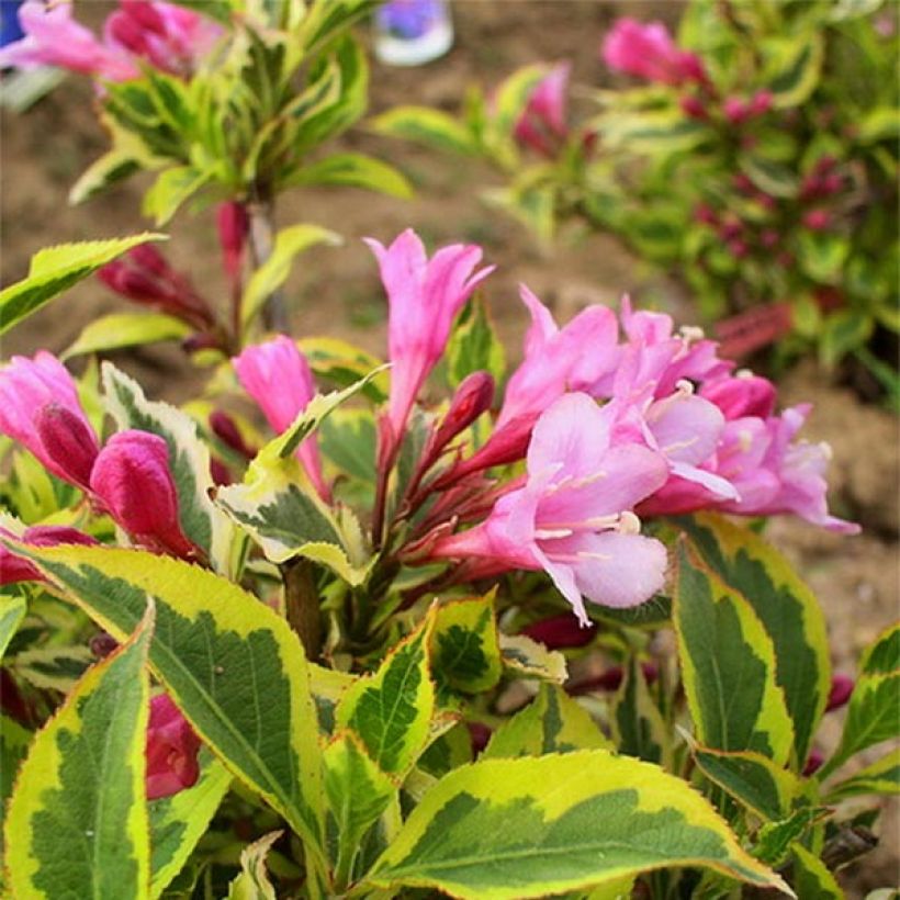 Weigela Rumba - Chinese weigelia (Flowering)