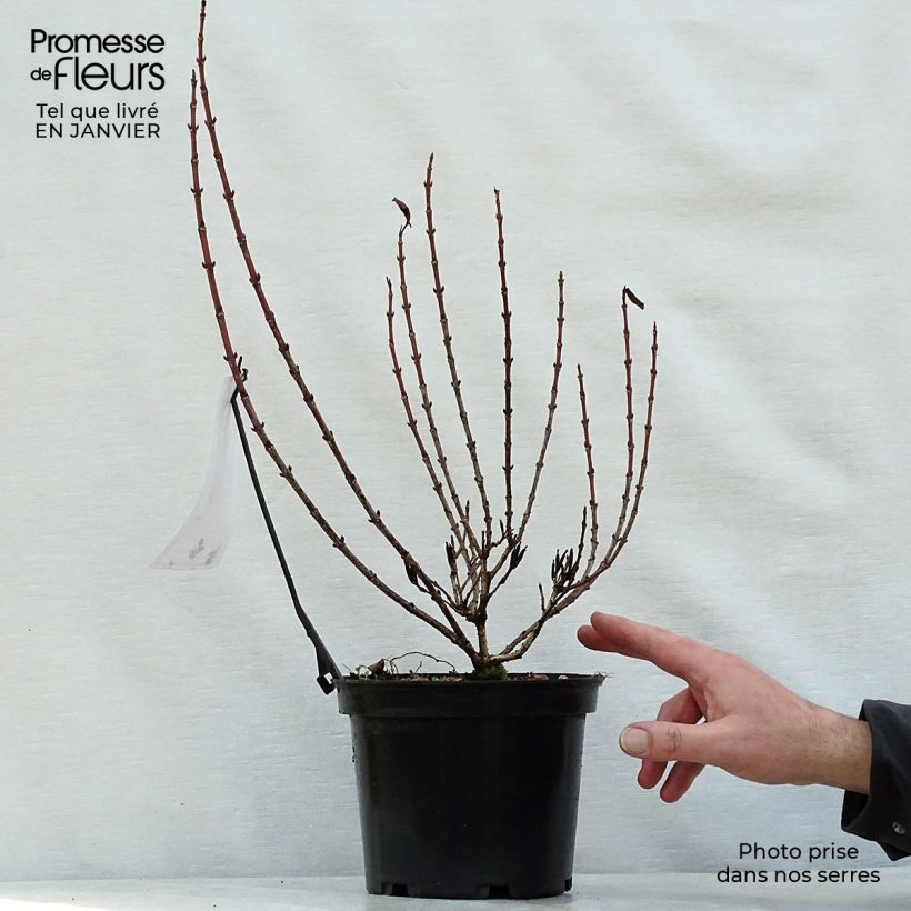 Example of Weigela florida Magical Rainbow Pot van 3 l/4 l as you get in hiver