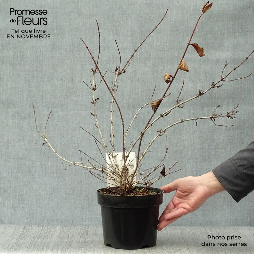 Exemplaar van Weigela Rumba - Chinese weigelia Pot van 3 l/4 l zoals geleverd in de herfst