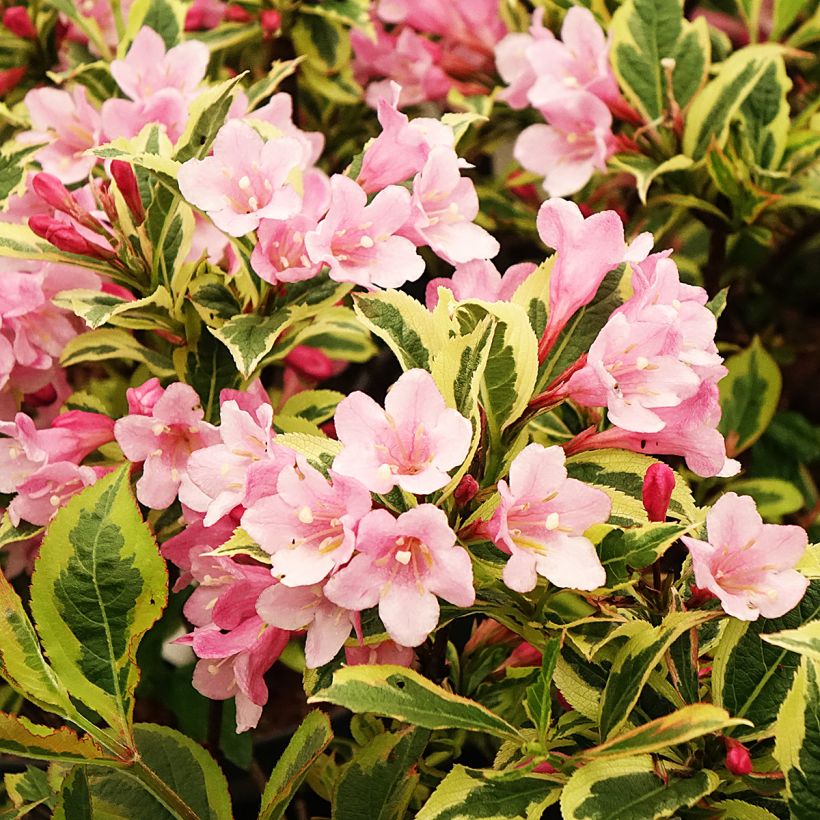 Weigela Rumba - Chinese weigelia (Bloei)