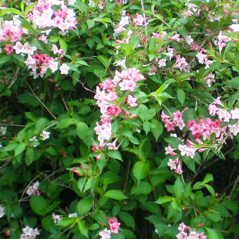Weigelia florida Marjorie - Chinese weigelia (Flowering)