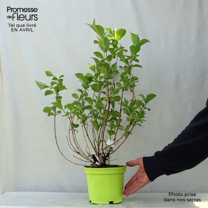 Exemplaar van Weigelia florida Marjorie - Chinese weigelia Pot van 2 l/3 l zoals geleverd in de lente