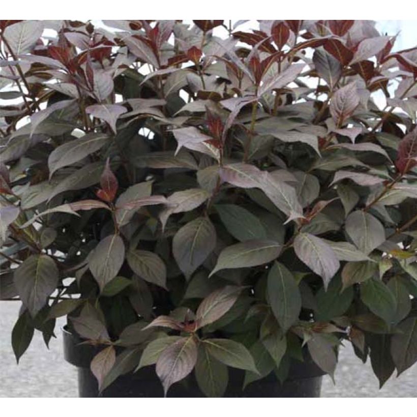 Weigelia florida Minor Black (Foliage)