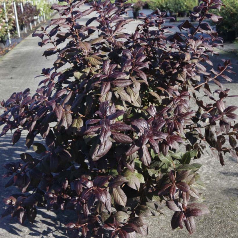 Weigelia florida Minor Black (Plant habit)