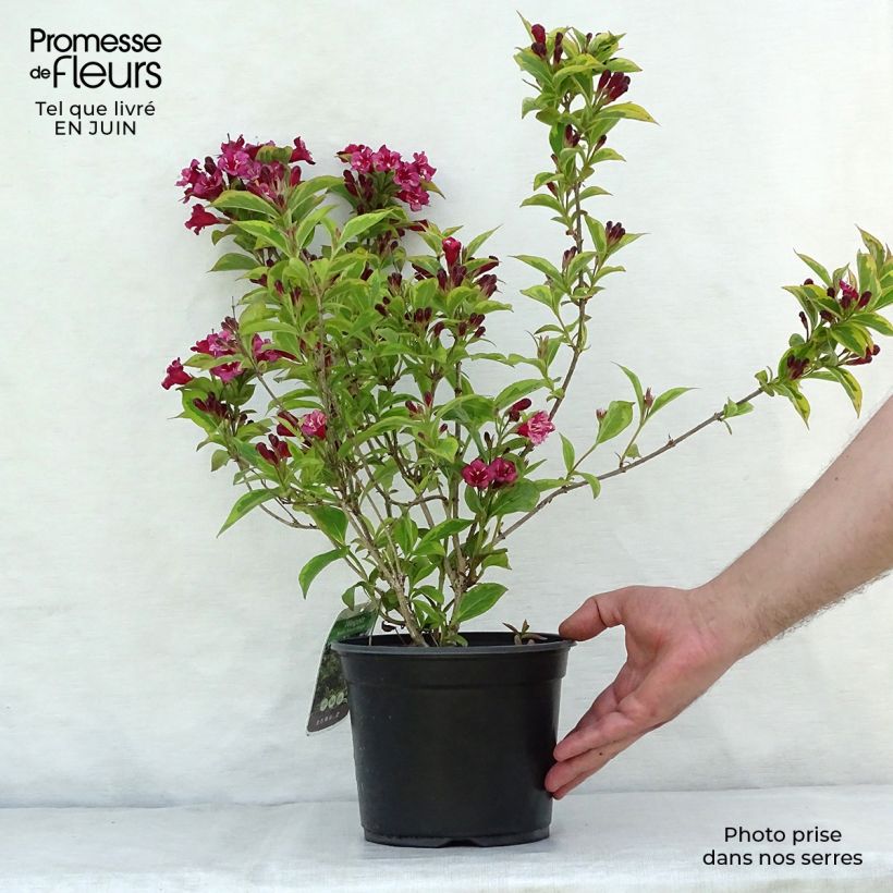 Exemplaar van Weigelia florida Brigela Pot van 2 l/3 l zoals geleverd in de zomer