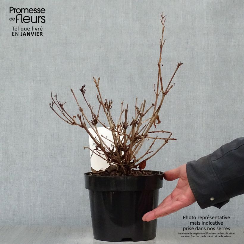 Example of Weigela florida Brigela Pot van 2 l/3 l as you get in hiver