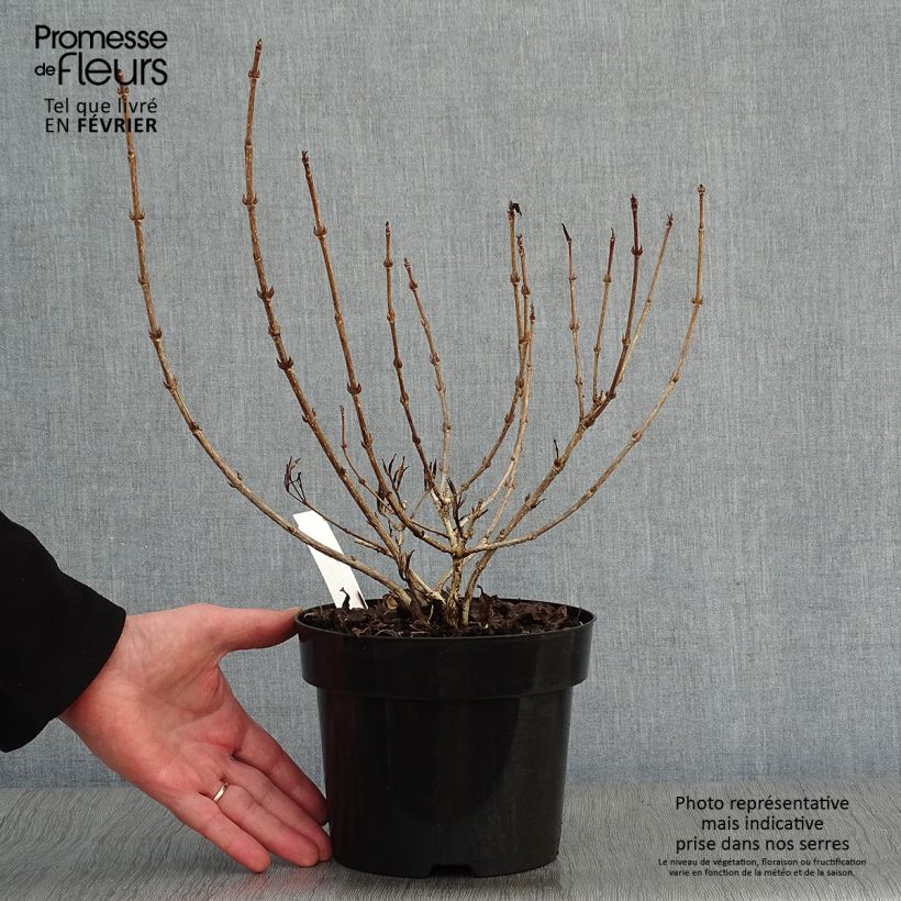 Example of Weigelia florida Nana Purpurea - Dwergweigelia Pot van 3 l/4 l as you get in hiver