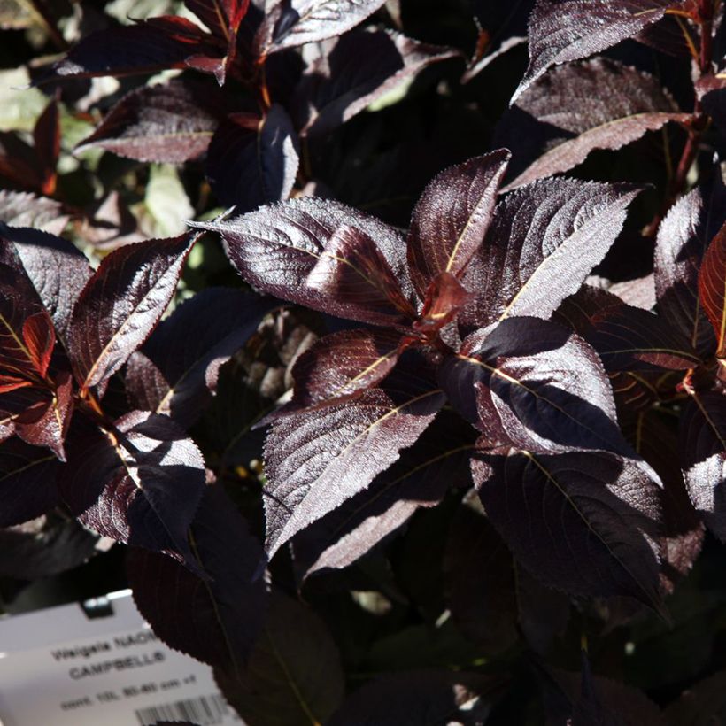 Weigelia florida Naomi Campbell (Foliage)