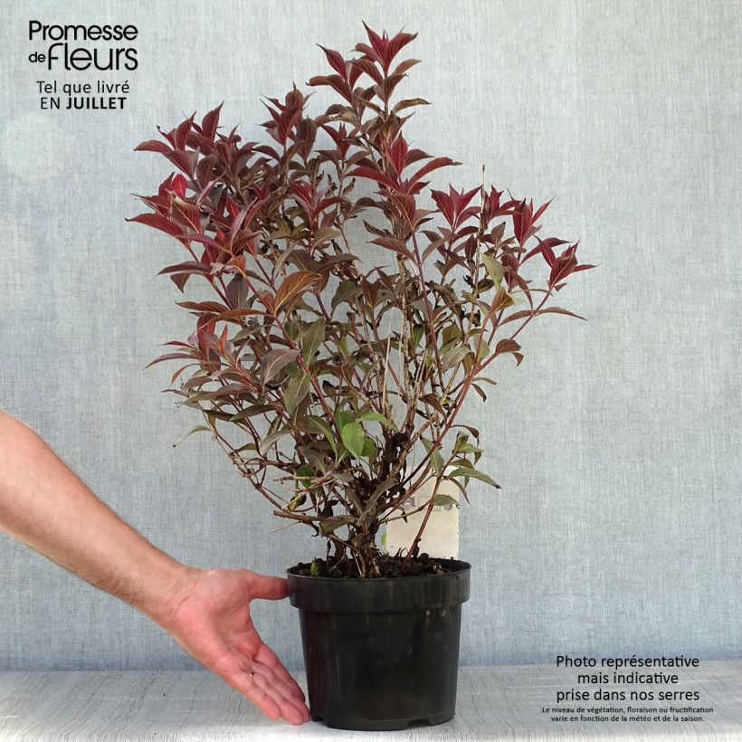 Exemplaar van Weigelia florida Naomi Campbell Pot van 2 l/3 l zoals geleverd in de zomer
