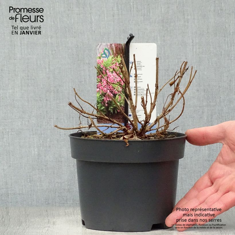 Example of Weigela florida Picobella Rosa - Weigélia nain  Pot van 2 l/3 l as you get in hiver