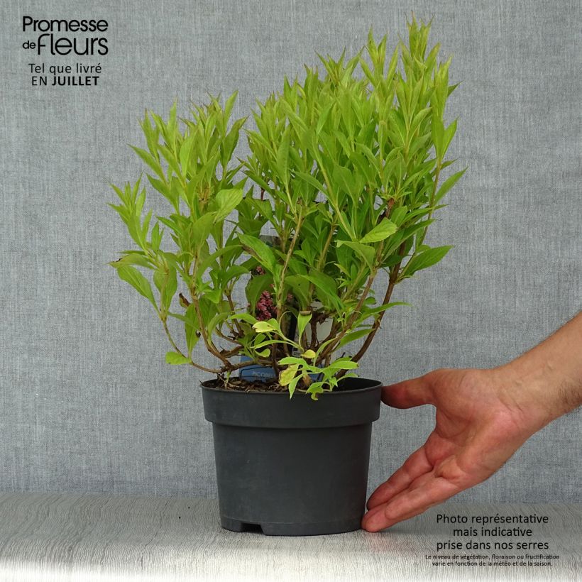 Exemplaar van Weigelia florida Picobella Rosa - Dwergweigelia Pot van 2 l/3 l zoals geleverd in de zomer