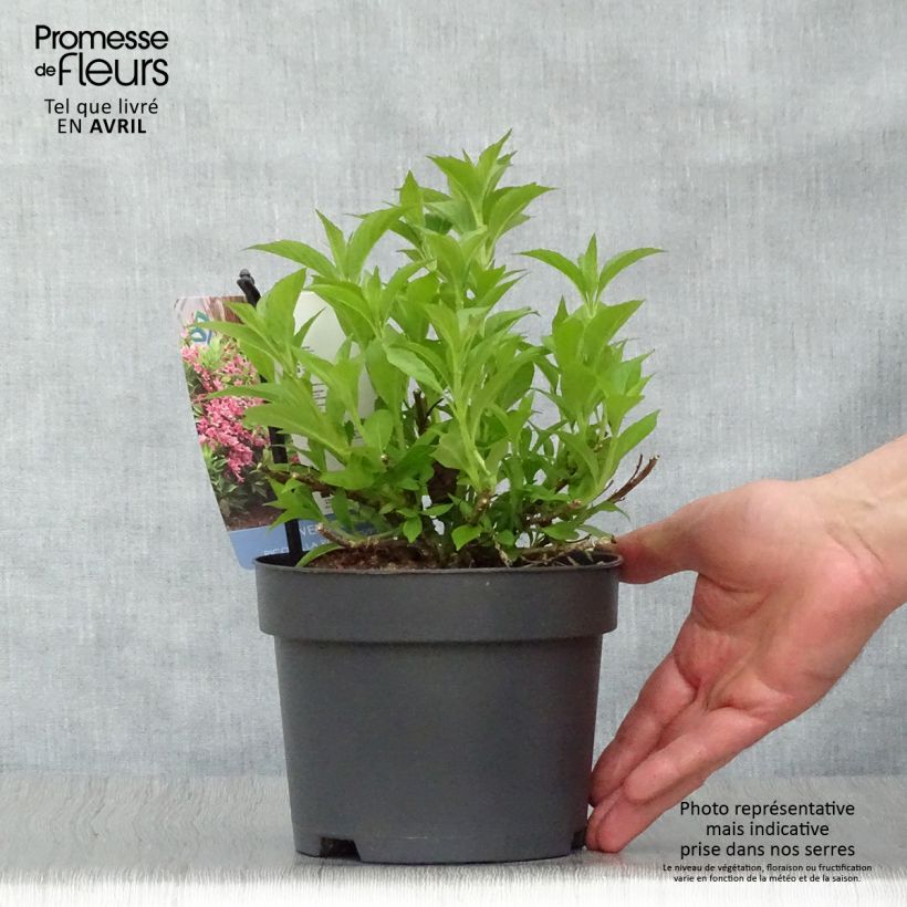Exemplaar van Weigelia florida Picobella Rosa - Dwergweigelia Pot van 2 l/3 l zoals geleverd in de lente