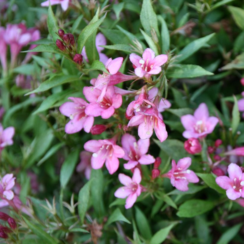 Weigelia florida Picobella Rosa - Dwergweigelia (Bloei)