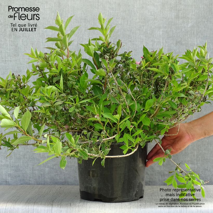 Exemplaar van Weigelia florida Pink Poppet - Chinese weigelia Pot van 7,5 l/10 l zoals geleverd in de zomer