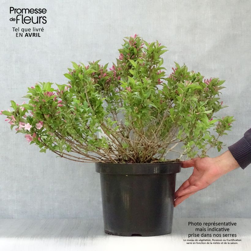 Exemplaar van Weigelia florida Pink Poppet - Chinese weigelia Pot van 7,5 l/10 l zoals geleverd in de lente
