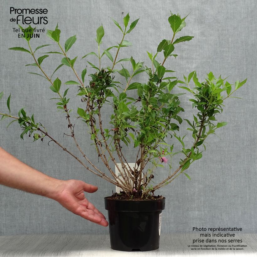 Exemplaar van Weigelia florida Pink Poppet - Chinese weigelia Pot van 3 l/4 l zoals geleverd in de zomer