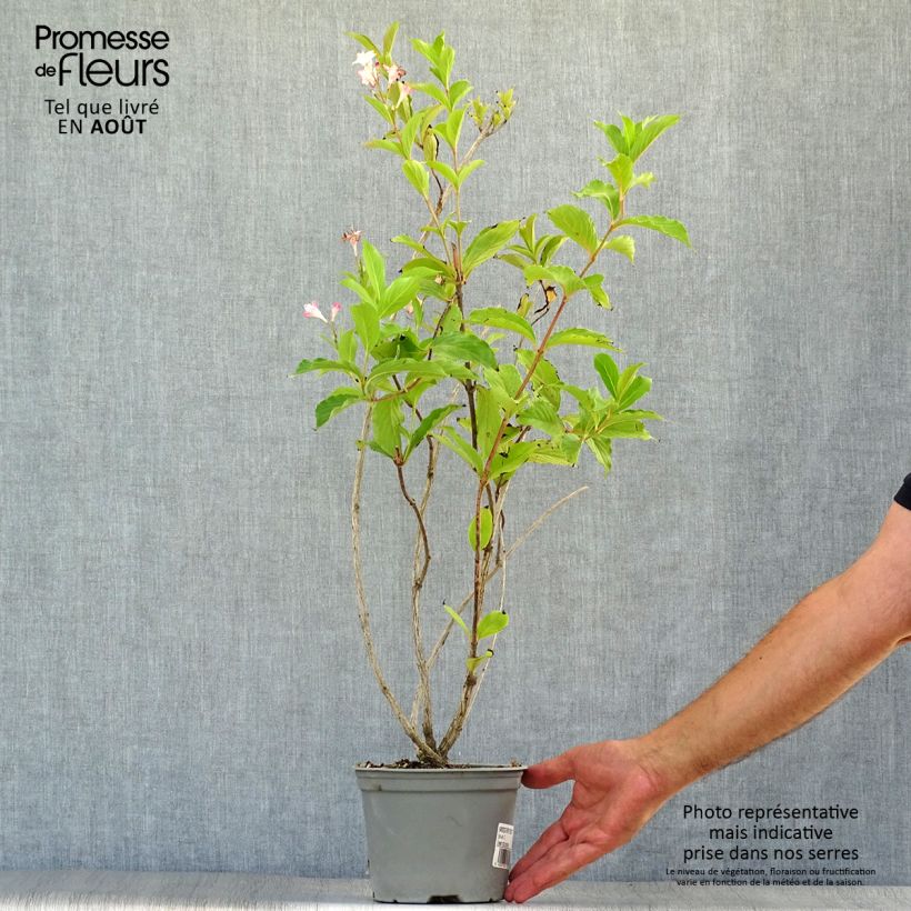Exemplaar van Weigelia florida Rosea Pot van 2 l/3 l zoals geleverd in de zomer