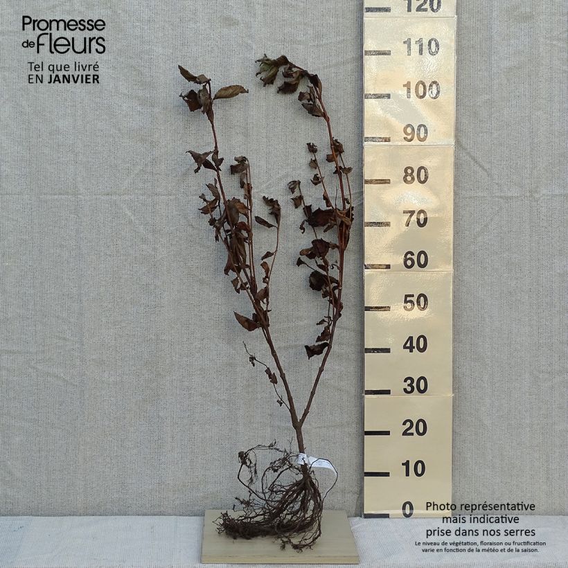 Example of Weigela florida Rosea - Weigélia Naakte wortel as you get in hiver