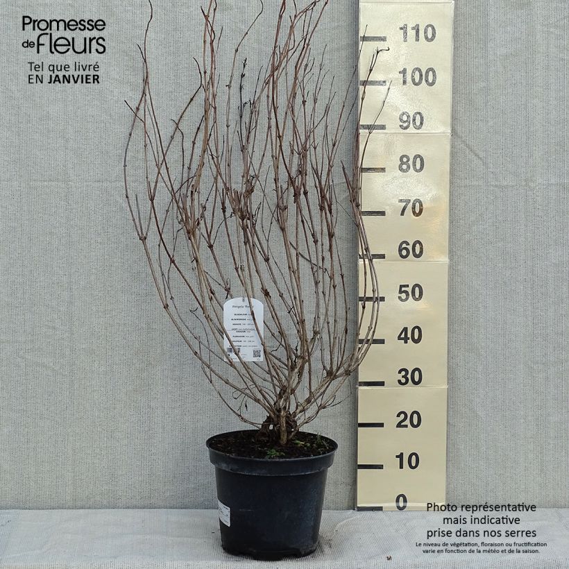 Example of Weigela florida Rosea - Weigélia Pot van 7,5 l/10 l as you get in hiver