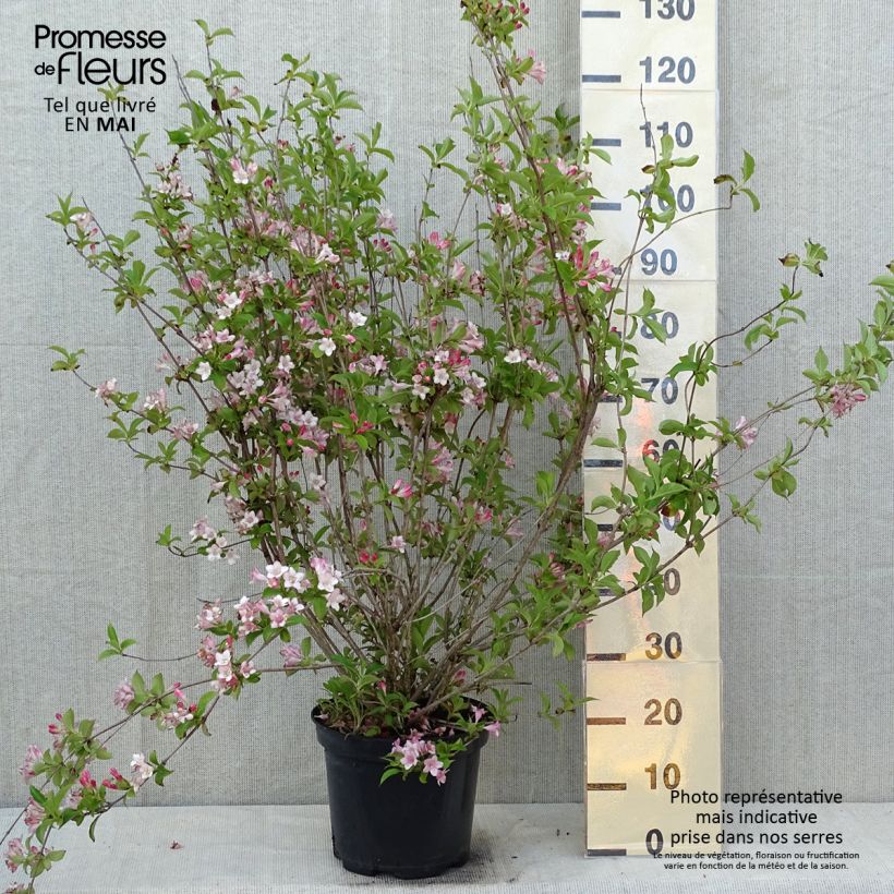 Exemplaar van Weigelia florida Rosea Pot van 7,5 l/10 l zoals geleverd in de lente