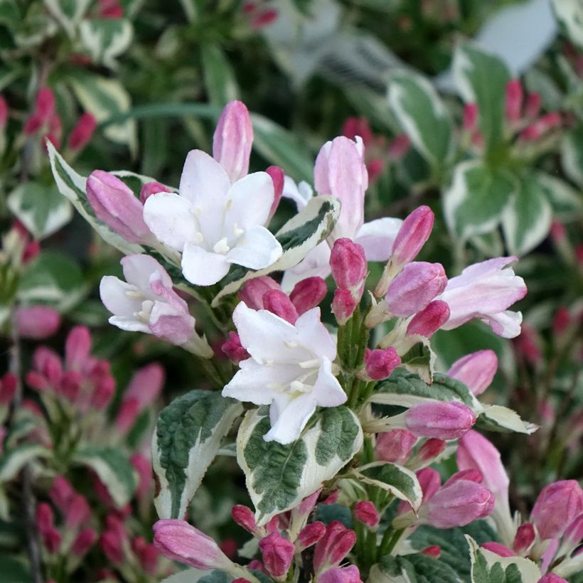 Weigelia florida Variegata (Bloei)
