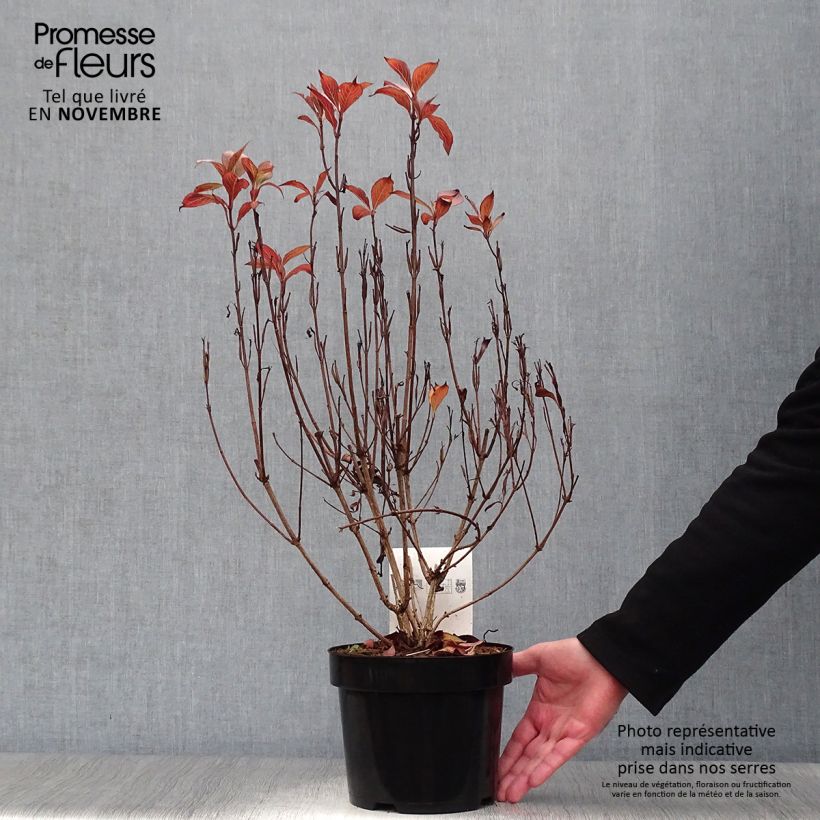 Exemplaar van Weigelia florida Victoria - Chinese weigelia Pot van 2 l/3 l zoals geleverd in de herfst