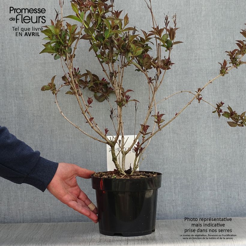 Exemplaar van Weigelia florida Victoria - Chinese weigelia Pot van 2 l/3 l zoals geleverd in de lente