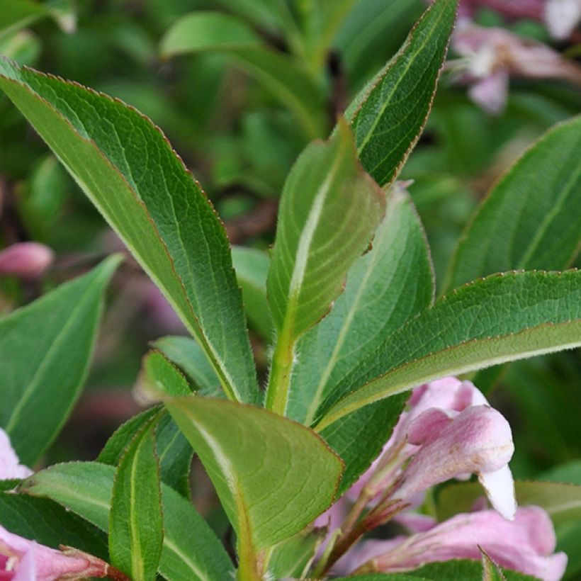 Weigelia florida Pink Poppet - Chinese weigelia (Foliage)